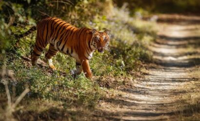 jim corbett wilderness tour package