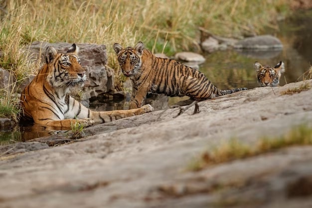 uttarakhand wildlife tour package 2026