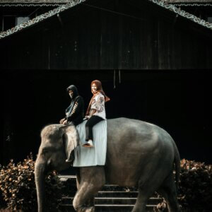 “jorhat kaziranga safari package delhi elephant safari view”