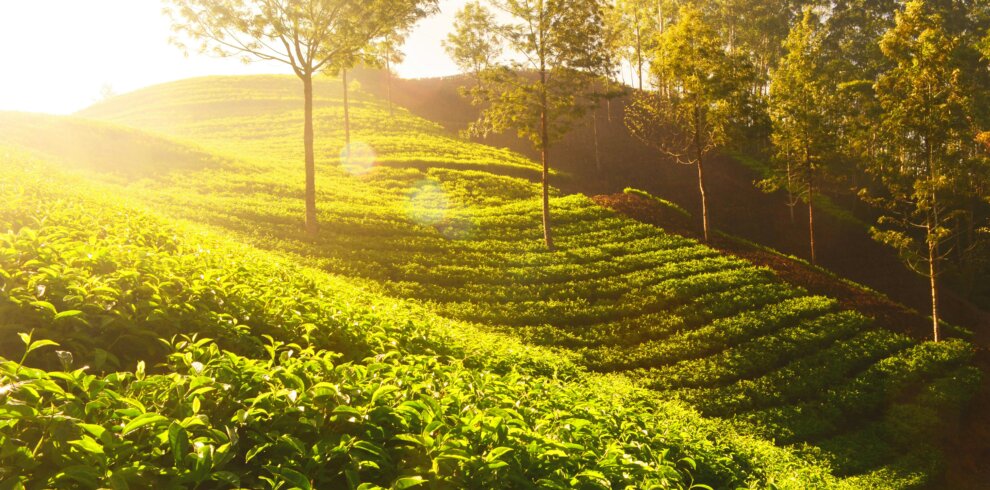 munnar tour package