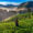 Ooty tour packages