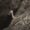 Snow Leopard Trek Tour