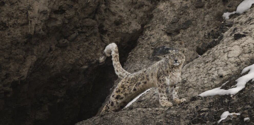 Snow Leopard Trek Tour