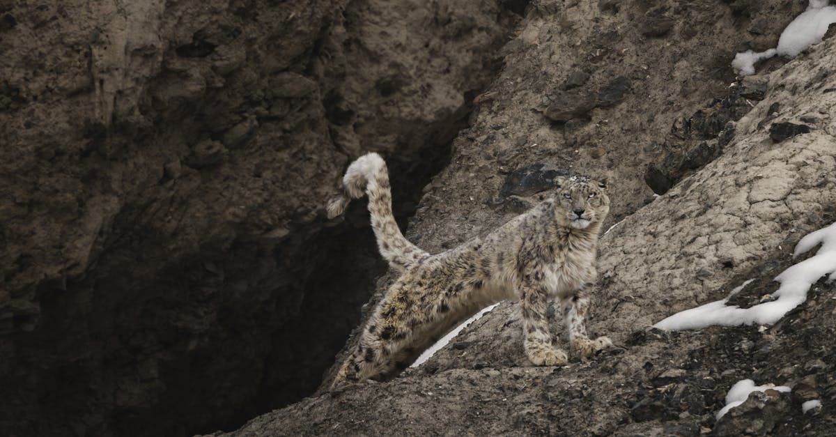Snow Leopard Trek Tour