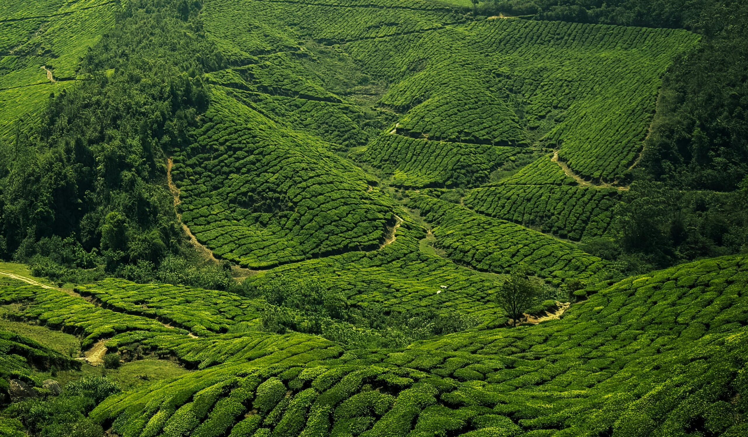 Blissful Tour In Munnar