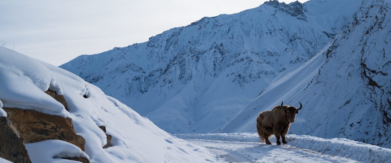Manali Leh Summer